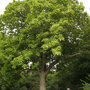 Catalpa bignonioides